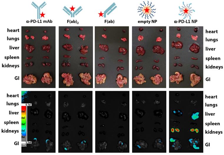 Nanotheranostics Image