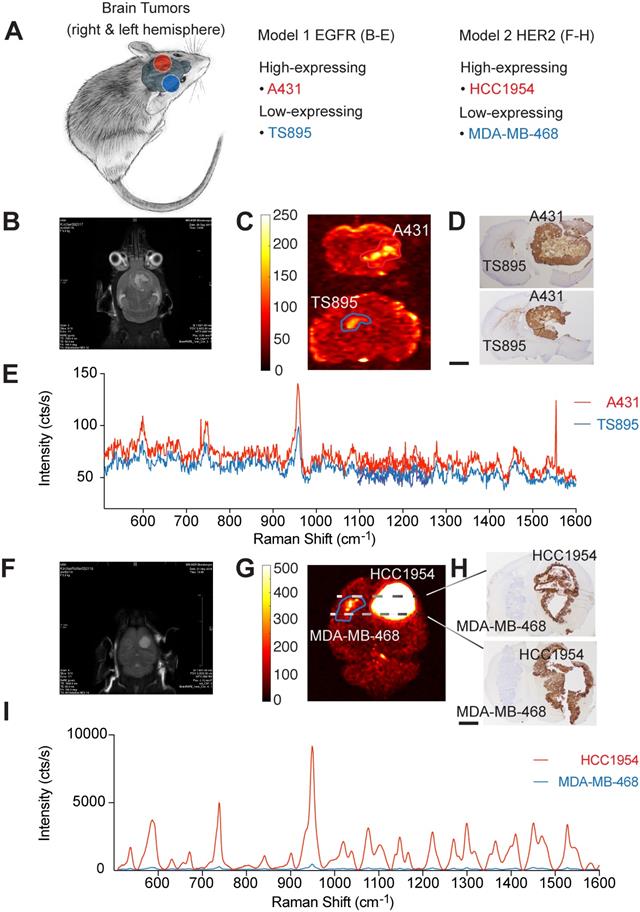 Nanotheranostics Image