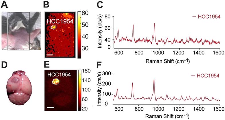 Nanotheranostics Image