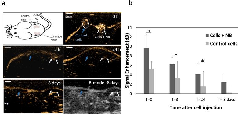 Nanotheranostics Image