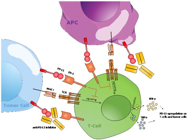 Nanotheranostics Image