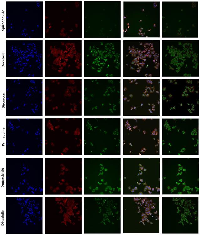 Nanotheranostics Image