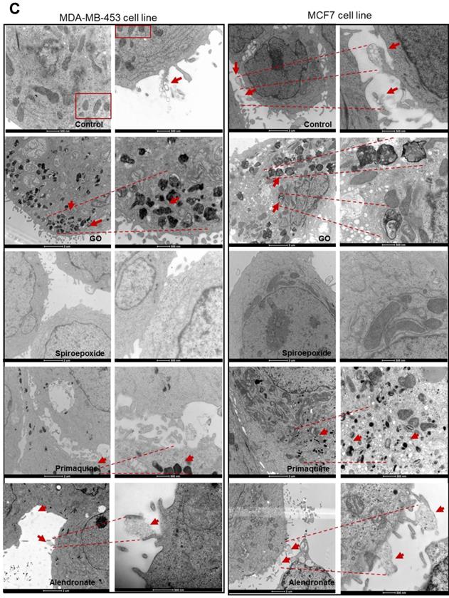 Nanotheranostics Image