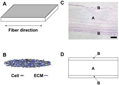 Nanotheranostics Image