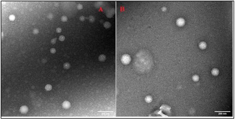 Nanotheranostics Image