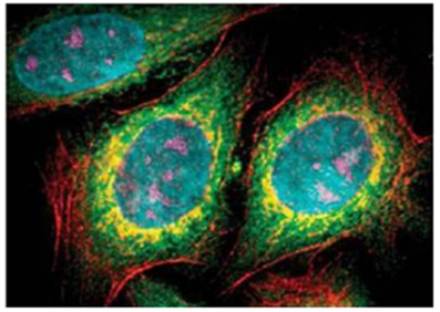 Nanotheranostics Image