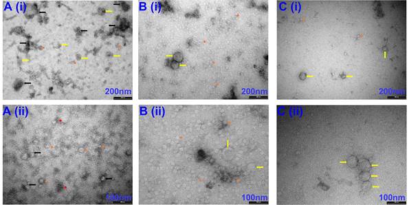 Nanotheranostics Image