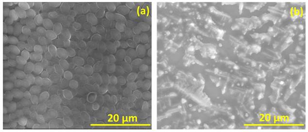 Nanotheranostics Image