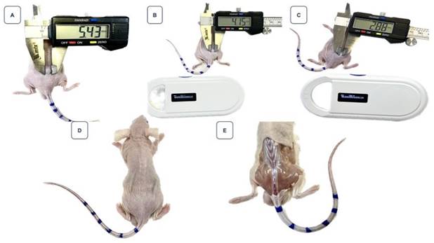 Nanotheranostics Image