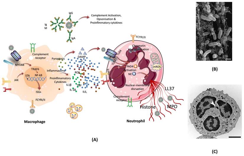 Nanotheranostics Image