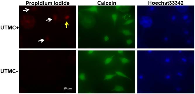 Nanotheranostics Image
