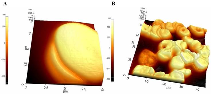 Nanotheranostics Image