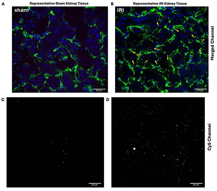 Nanotheranostics Image