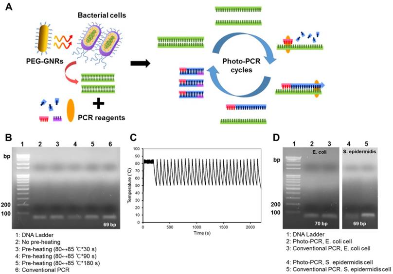 Gold Nanorod-based Photo-PCR System for One-Step, Rapid Detection of