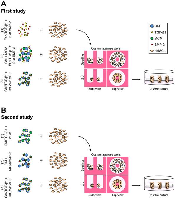 high-density human mesenchymal stem cell rings with spatio