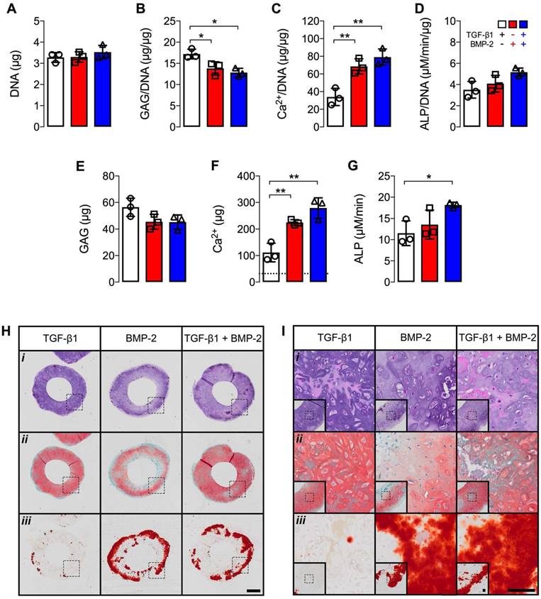 high-density human mesenchymal stem cell rings with spatio
