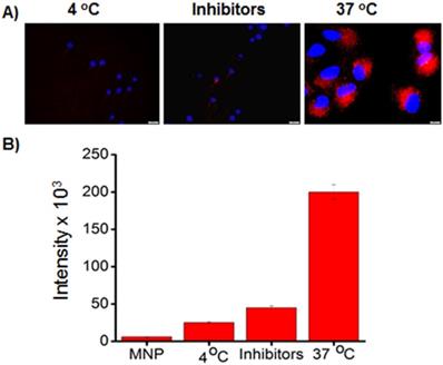 Nanotheranostics 03: 0120 image No. 006