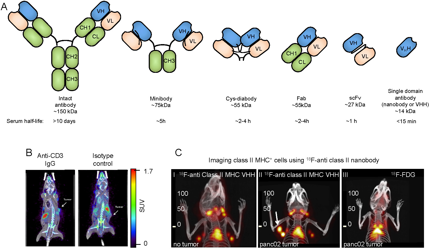 Noninvasive Imaging of Cancer Immunotherapy