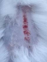 Nanotheranostics inline graphic