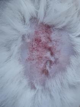 Nanotheranostics inline graphic