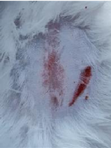 Nanotheranostics inline graphic