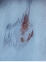 Nanotheranostics inline graphic